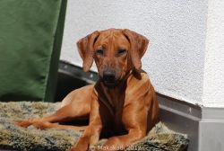 20110430_Makakadi__0712