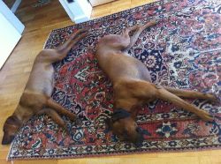 20110530_Makakadi_0381