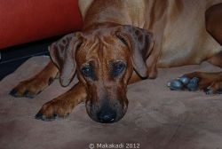 20110929_Makakadi__0013