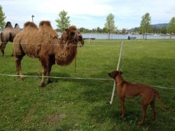 20120506_Was_ist_das_den_fuer_ein_Ding