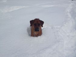 20121212_Macuma_im_Schnee_1