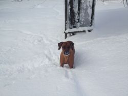 20121212_Macuma_im_Schnee_2